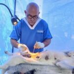 Jornada de esterilización y vacunación antirrábica en Santa María fue un exito